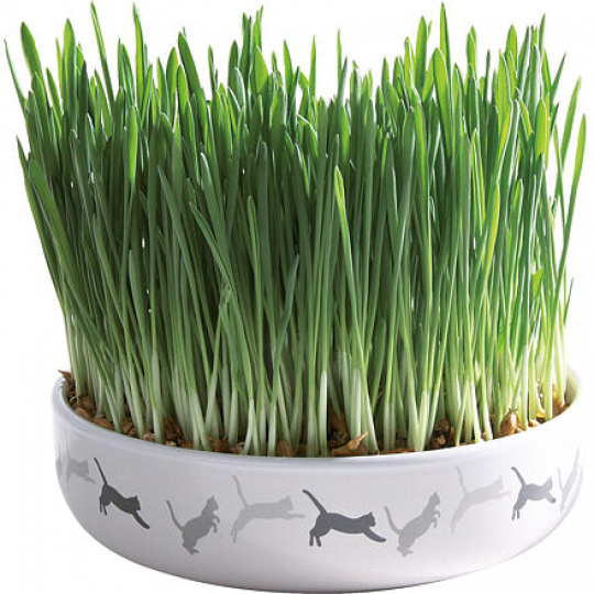 Keramická miska na trávu pre mačky 15x4cm, 50g trávne semeno Keramická miska na trávu pre mačky 15x4cm, 50g trávne semeno