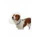 Ochranný golier BUSTER plastový Classic Collar 20cm