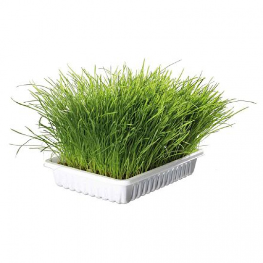 Jemná tráva pre mačku v miske TRIXIE 100 g