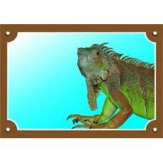 Farebná ceduľka Pozor pes, Leguán