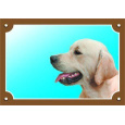 Barevná cedulka Pozor pes, Zlatý retriever