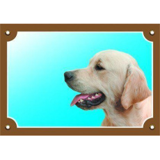 Farebná ceduľka Pozor pes, Zlatý retriever