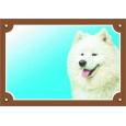 Barevná cedulka Pozor pes, Samojed