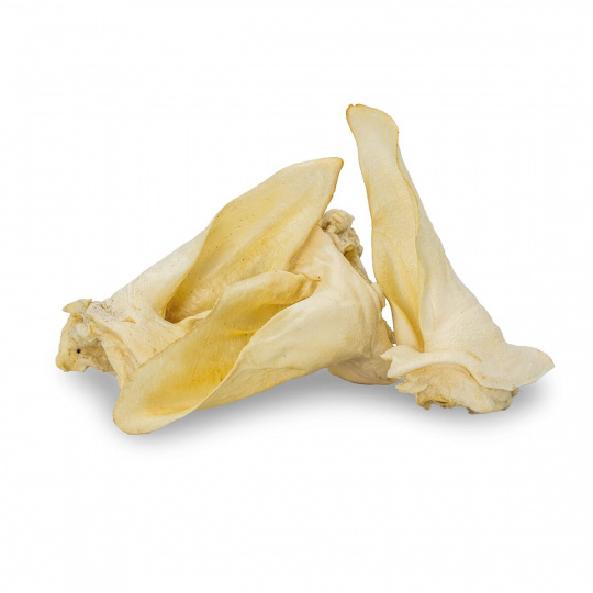 Srnčie ucho biele (popcorn) - 1 ks