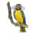 Ochranný plastový golier Bird Collar pre vtáky 10cm