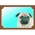 Farebná ceduľka Pozor pes, Mops