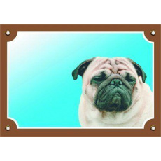 Farebná ceduľka Pozor pes, Mops