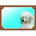 Farebná ceduľka Pozor pes, Čínsky chocholatý pes