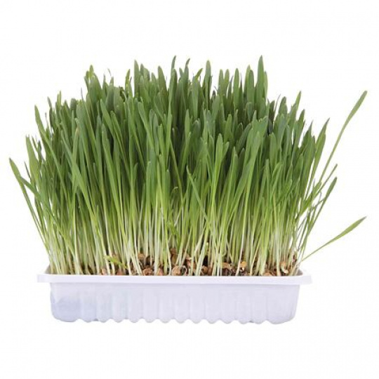 Tráva pre mačku v sáčku 100g TRIXIE Tráva pre mačku v sáčku 100g TRIXIE