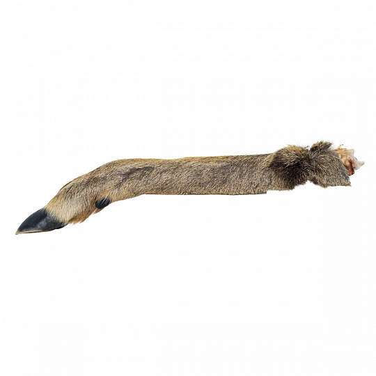 Srnčia nožka s kožušinou - 1 ks / 30 cm Srnčia nožka s kožušinou - 1 ks / 30 cm
