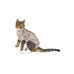 Obleček Body Suit Step'n Go Cats S béžový BUSTER