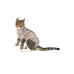 Obleček Body Suit Step'n Go Cats 2XS BUSTER