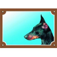 Farebná ceduľka Pozor pes, Doberman